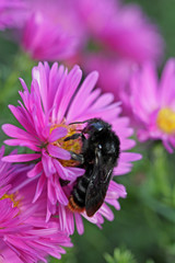Steinhummel auf Aster