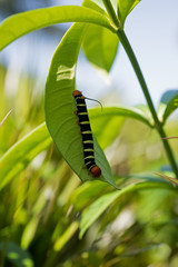 Raupe, Pseudosphinx tetrio