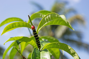 Raupe, Pseudosphinx tetrio