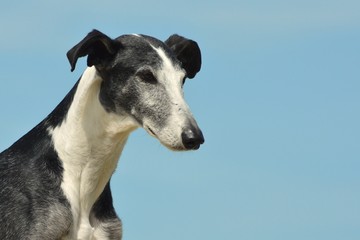 Galgo Espanol Portrait