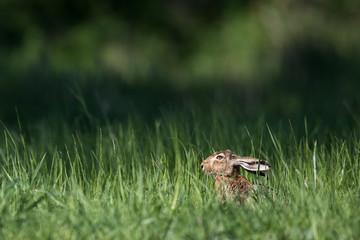 Brown hare (Lepus europaeus)