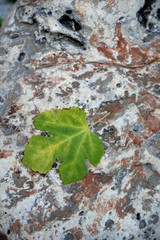 Blatt auf einem Stein