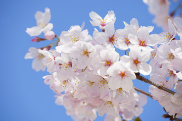 青空と桜