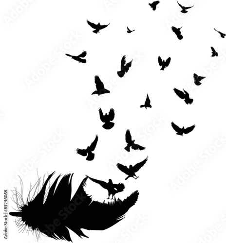 Download "doves flying from black feather isolated on white" Stock ...