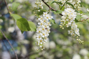 Bird cherry tree  flowers in the spring