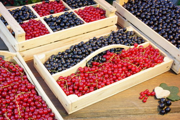 Black And Red Currants Berries Harvest In The Garden
