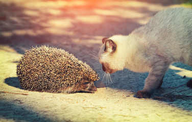 Siamese kitten sniffing a hedgehog