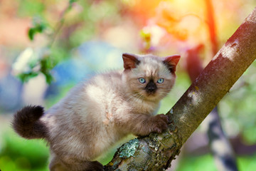 Kitten sneaking on the tree