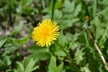 Одуванчик