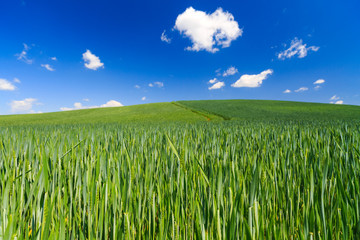 green field with the blue sky