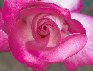 dark pink rose closeup, floral background