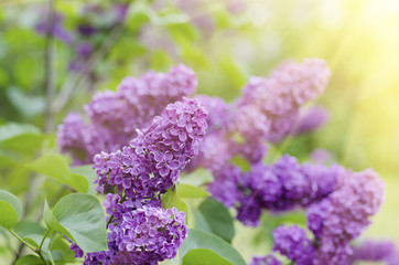 Branch of lilac flowers