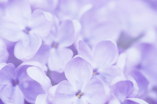 Fototapeta Abstract floral background