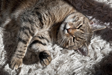 
Uroczy kotek śpiący na dywanie  - obrazy, fototapety, plakaty