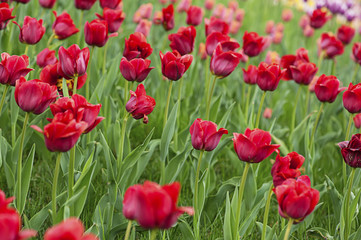 Red beautiful tulips