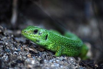  European green lizard on a rock