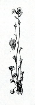 Meadow saxifrage (Saxifraga granulata)