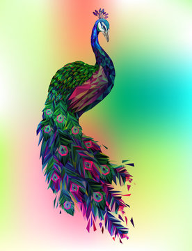 Fototapeta Vector polygonal peacock illustration. 