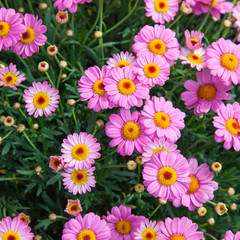 Fototapeta premium Top Shot of Rosé colored Marguerites
