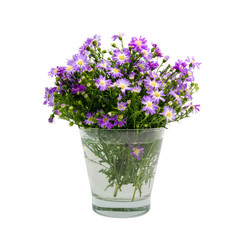 Bouquet purple daisy in vase