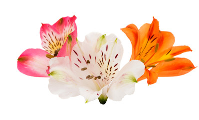 Alstroemeria