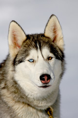 Siberian Husky