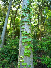 Ivy