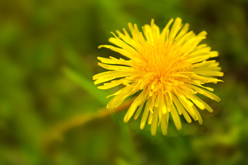 Yellow dandelion flower .