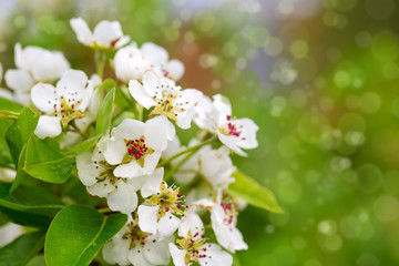Pear tree blossoms in the spring garden.