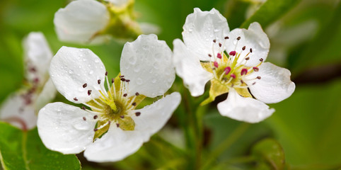Pear tree blossoms in the spring garden.
