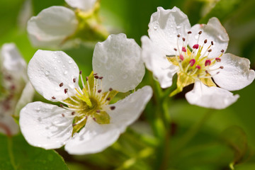 Pear tree blossoms in the spring garden.