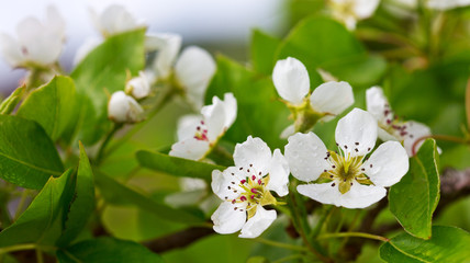 Pear tree blossoms in the spring garden.