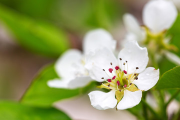 Fototapeta na wymiar Pear tree blossoms in the spring garden.