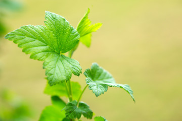 Green  leaves ,macro shot.