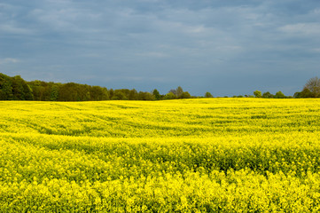Fields of yellow rape