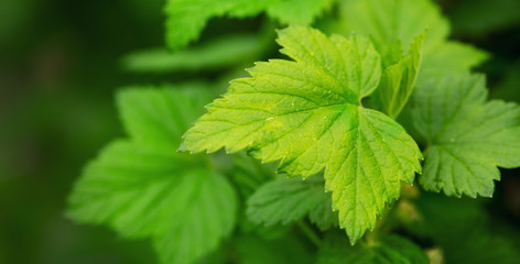Green  leaves ,macro shot.