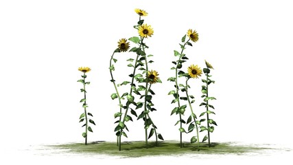 sunflowers separated on white background 
