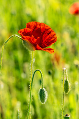 Obraz premium red poppy in the wheat field