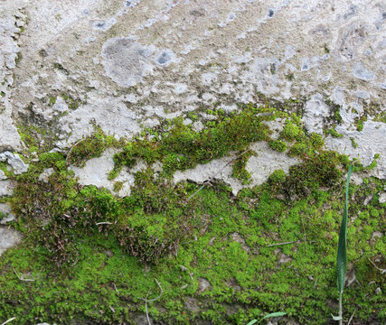 Green Moss on the wall