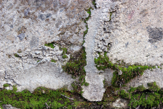 Green Moss on the wall