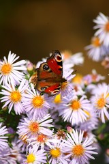 Tagpfauenauge auf Glattblatt- Aster!