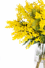 Mimosa brunches in vase on white background