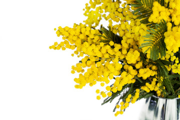 Mimosa brunches in vase on white background