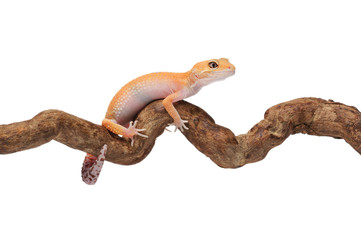 Funny small gecko stuck on a branch