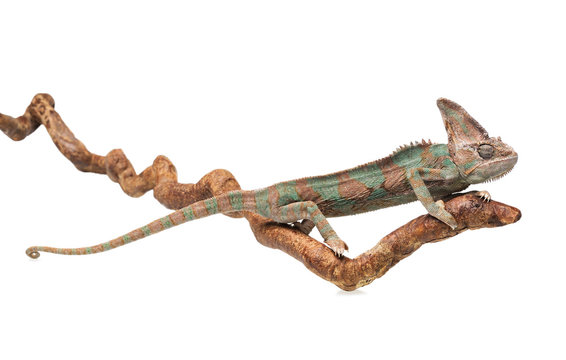Greenish brown chameleon straightened on branch