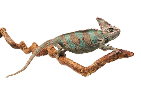 Greenish brown chameleon on branch