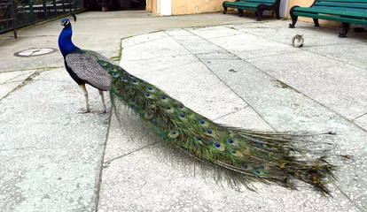 Crédence de cuisine en verre imprimé Paon Peacock walks in a public Park