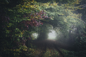 foggy path through dense forest
