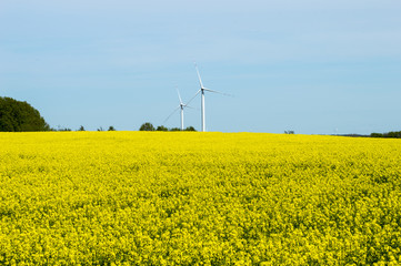 Fields of yellow rape