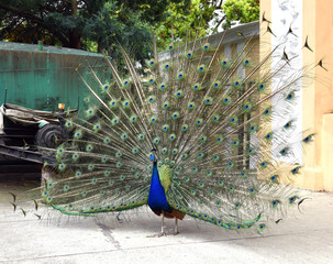 Obraz premium Peacock walks in a public Park